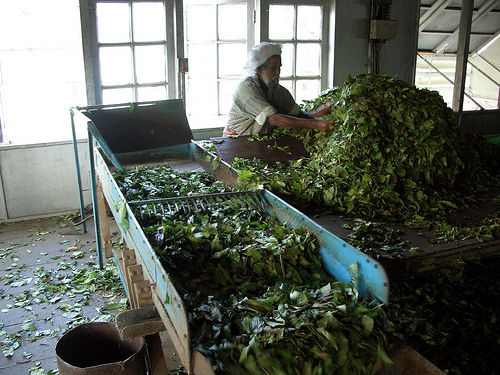 green tea production